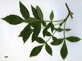 SpeciesSub: subsp. angustifolia SpeciesSub: subsp. angustifolia